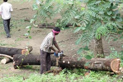 cutting trees illegal hema vat banshi stops vina stop