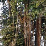 Old-Growth Banyans Face Destruction