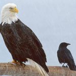Crows and Eagles