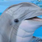 India Declares Dolphins To Be “Non-Human Persons”, Dolphin Shows Banned