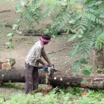Hema stops illegal cutting of trees at Banshi Vat