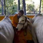 India Hindus: Modi urges action against cow vigilantes