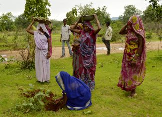 India planting 66 million trees
