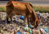 cow plastic india