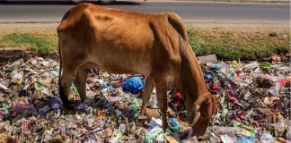 cow plastic india